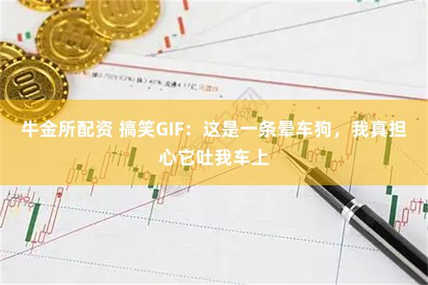 牛金所配资 搞笑GIF：这是一条晕车狗，我真担心它吐我车上